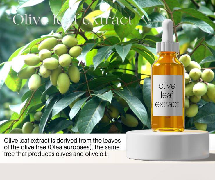 Olive leaf extract